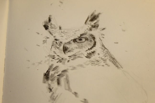 Image of Original Graphite Drawing - Great Horned Owl