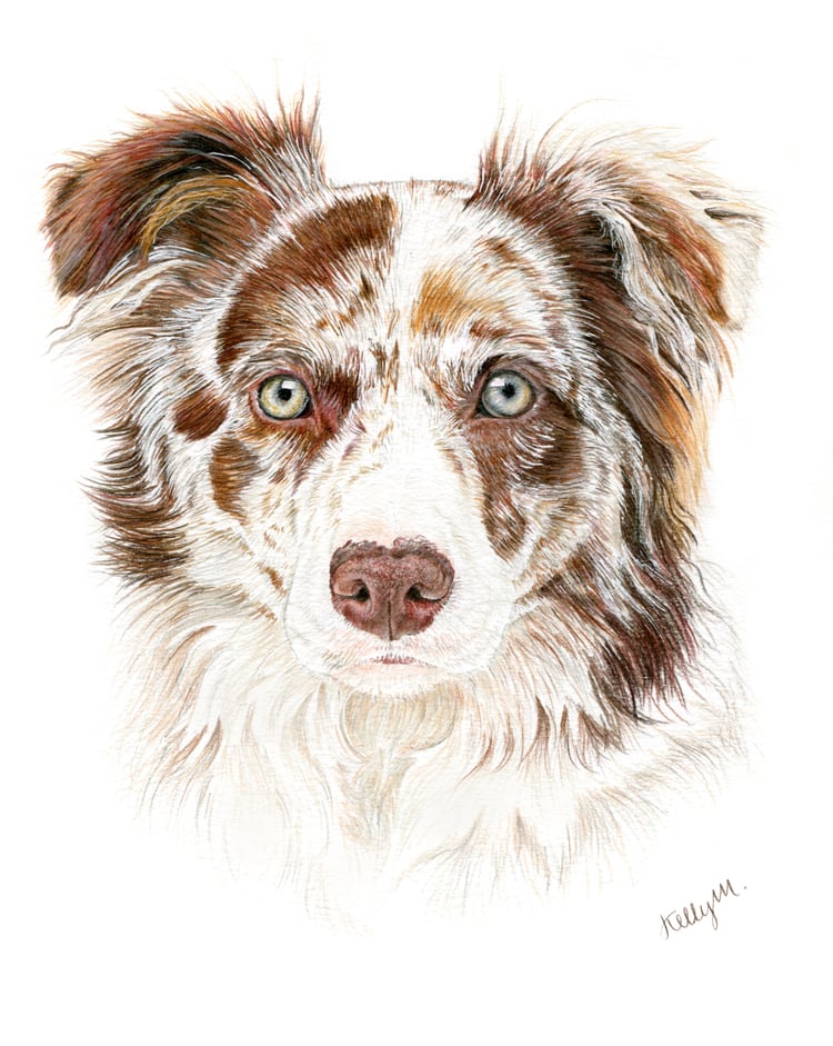 Original Drawing Border Collie/Aussie / Kelly Morrison Art