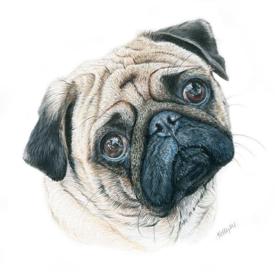 Image of Original Drawing - Pug