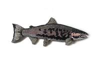 Image 1 of Campbell's Coho Salmon