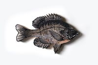 Image 1 of Downen's Bluegill