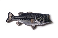 Image 1 of Ayres' Largemouth Bass