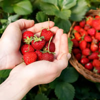 Image 6 of The Worker Bee Simply Strawberry Honeybee Butter Bar Self Care Box