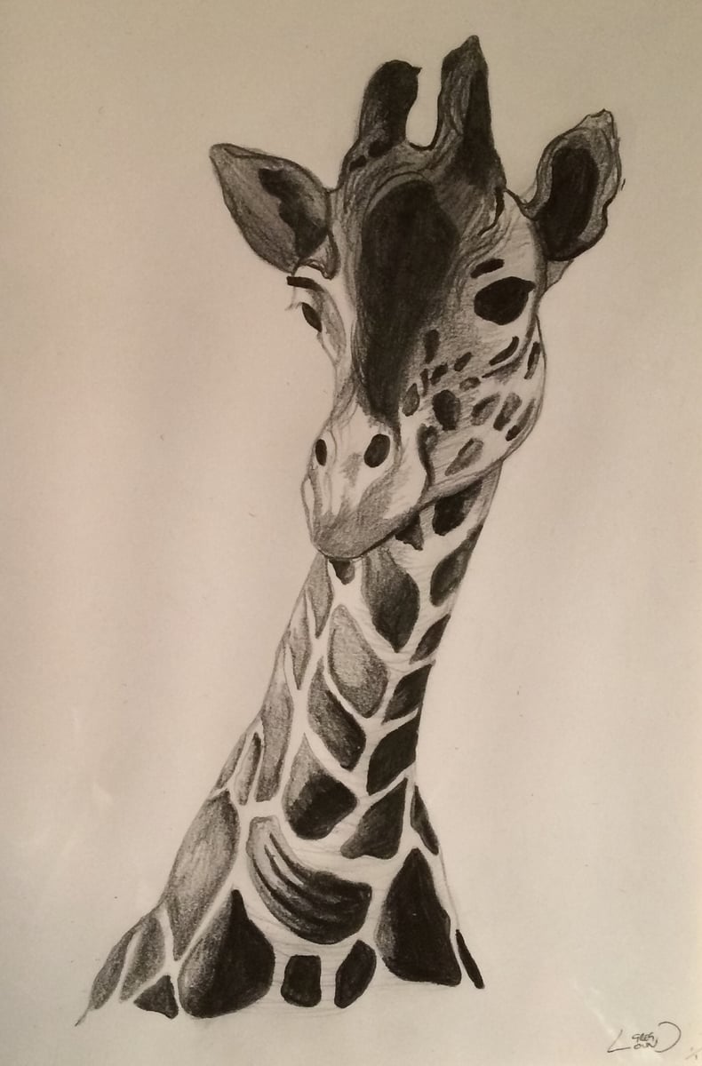 Giraffe Pencil Sketch Knock Knock Sketches