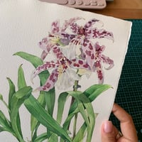 Image 1 of Original Illustration Orchid Beallara