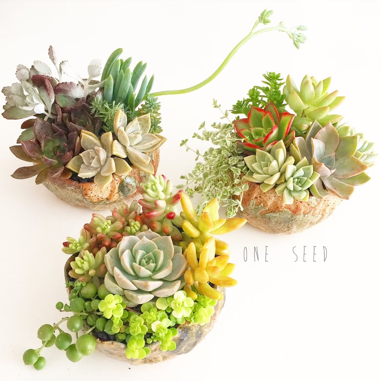 Image of Succulent Bouquet in Handmade Stoneware Planter