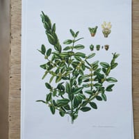 Image 4 of Planches De Botanique Camarine, Gui, Symphorine, Buis, Canneberge ...