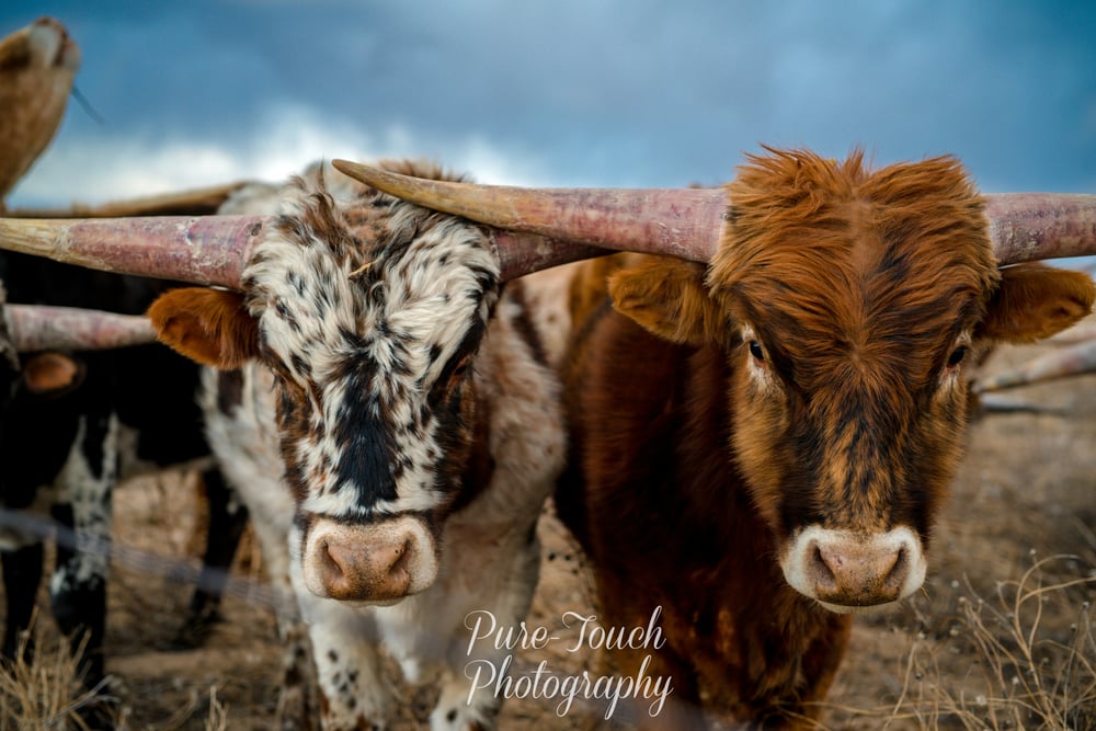Image of Longhorn Stare Canvas