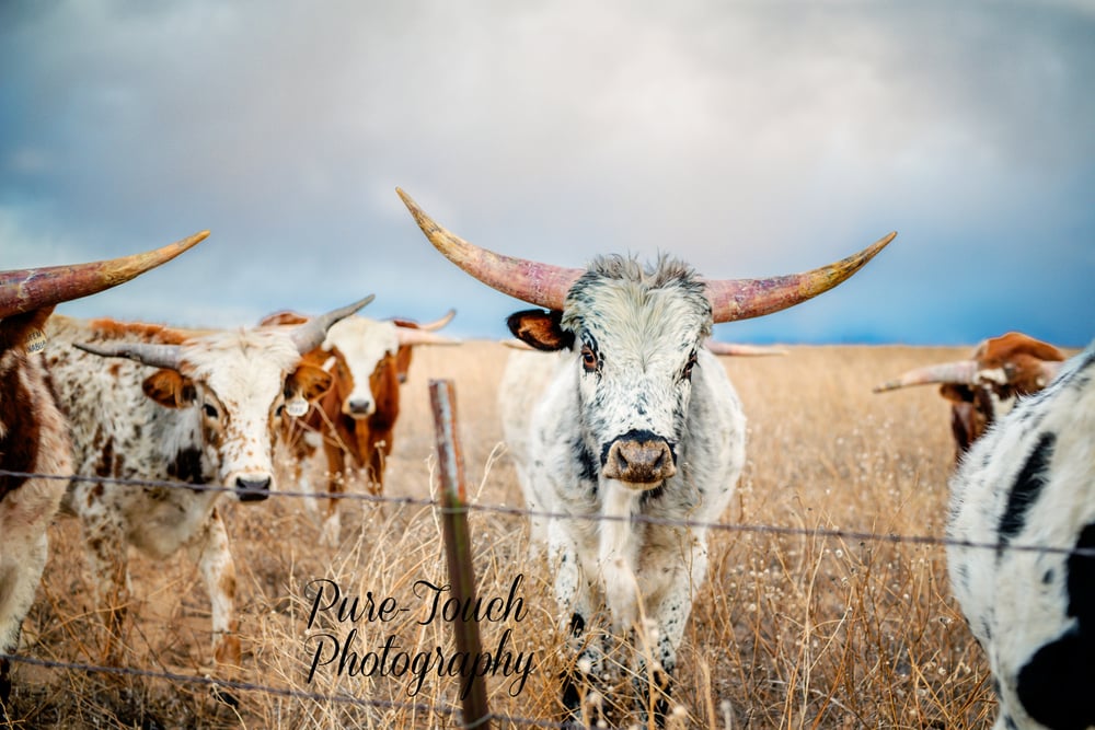 Image of Longhorn In The Crowd Canvas Color