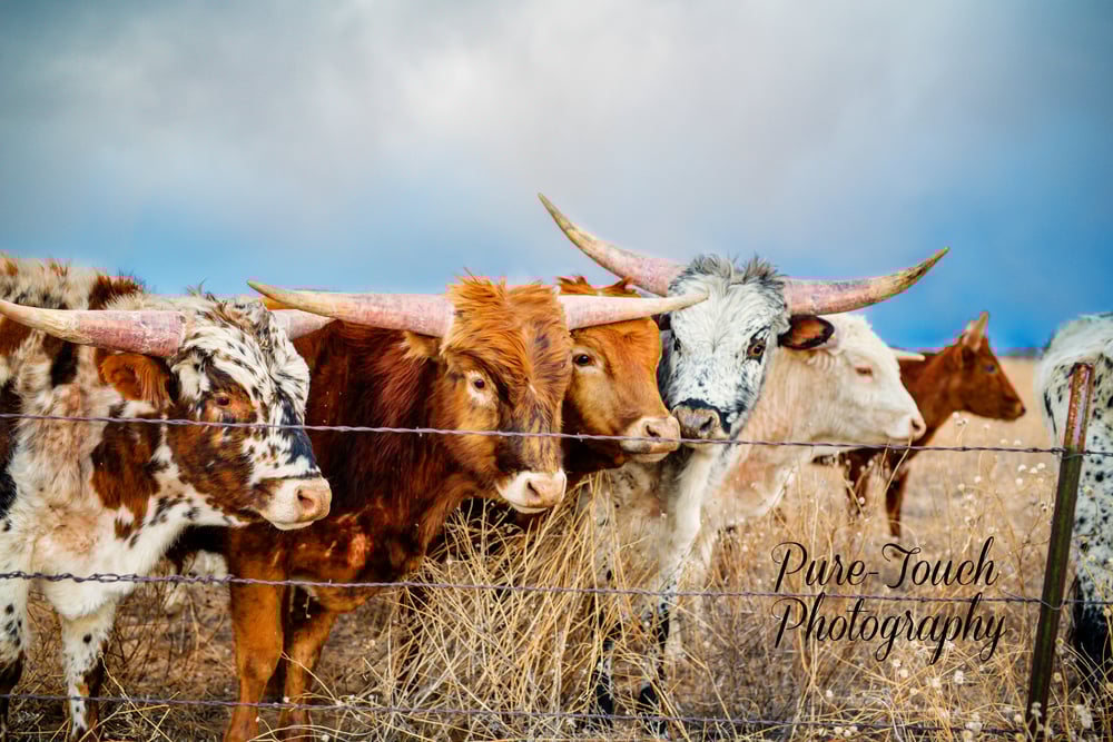Image of Longhorn Lookie Lou Print