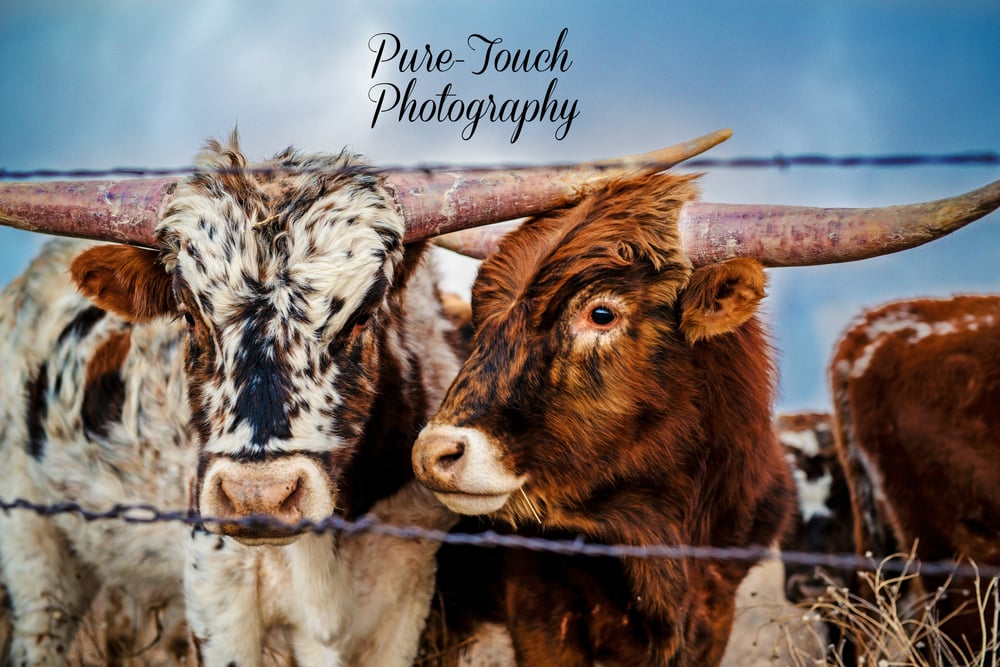 Image of Longhorn Buddies Canvas