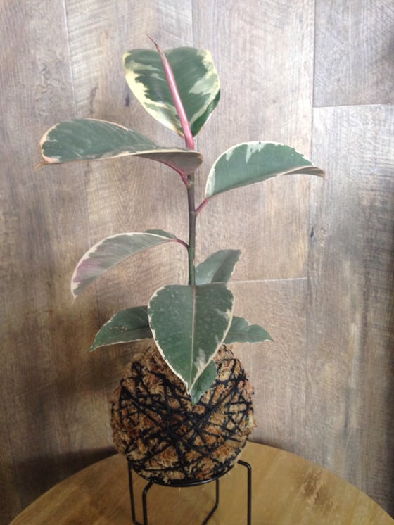 Image of Ficus Elastica Kokedama