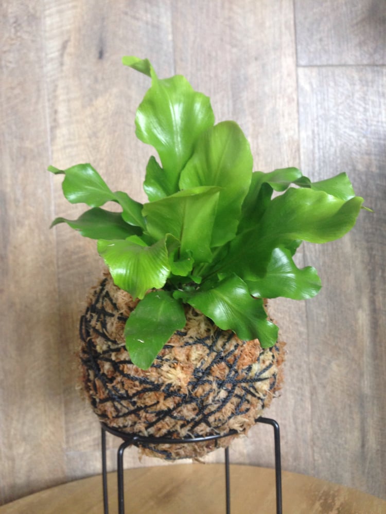 Image of Asplenium Australascium Birds Nest Fern Kokedama