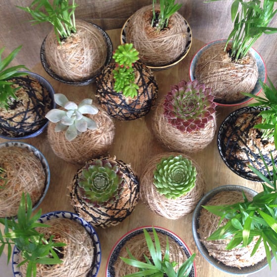 Image of Pair of Mini Kokedama with decorative bowls