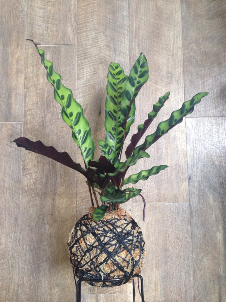 Image of Calathea Lancifolia Insignis Kokedama