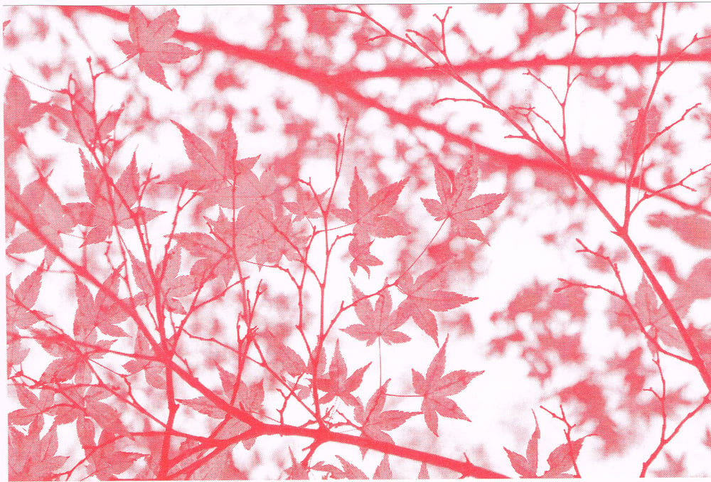 Image of Japanese Maple Risograph Print - Red