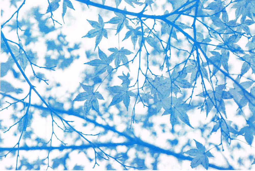Image of Japanese Maple Risograph Print - Blue. 