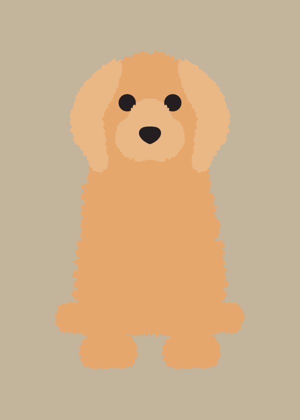 Cockapoo Collection