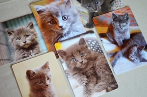 Image of  Set of Six Gray Kitten Postcards 