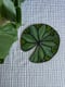 Image of Light green lily pad