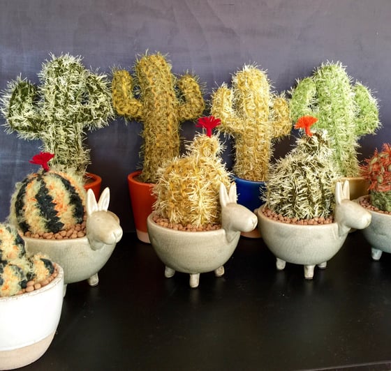 Image of Donkey Pot of Cactus