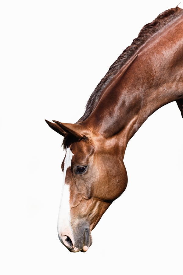 Image of The Gelding {Colour}