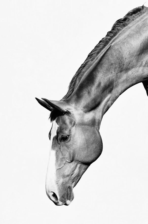 Image of The Gelding