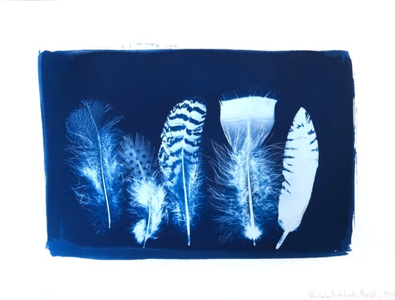 Image of Elisabeth Scheder-Bieschin Fünf Federn, 2015 9/15