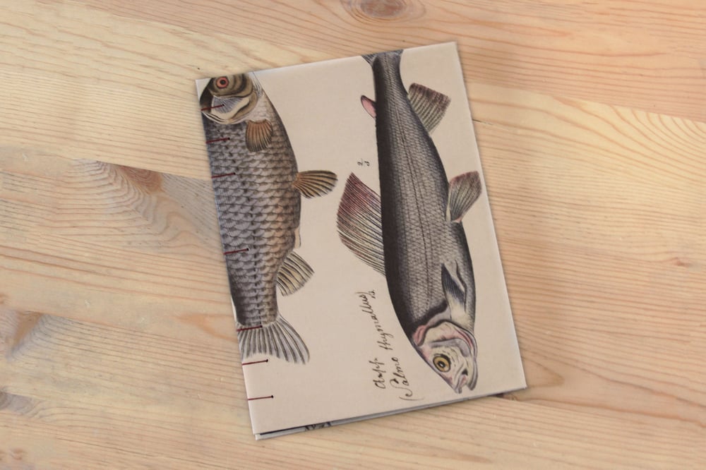 Image of Fish
