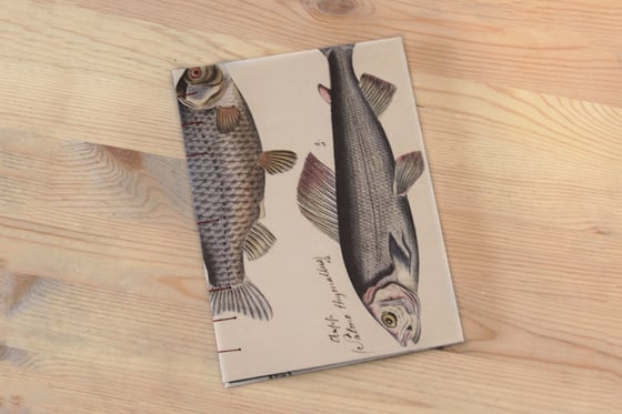 Image of Fish