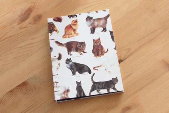 Image of Cat