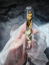 Image 3 of Death moth w/ rare Veracruz 