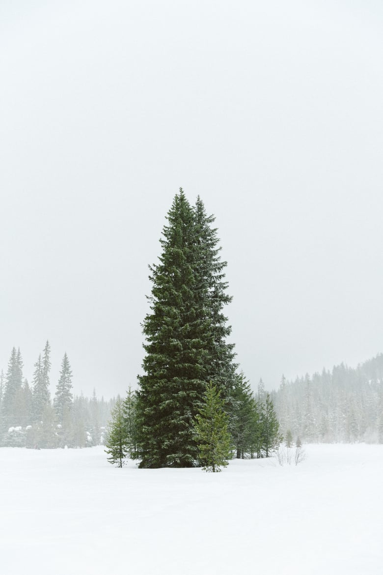 Image of Lone Tree