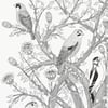 Large Print: 7 Birds