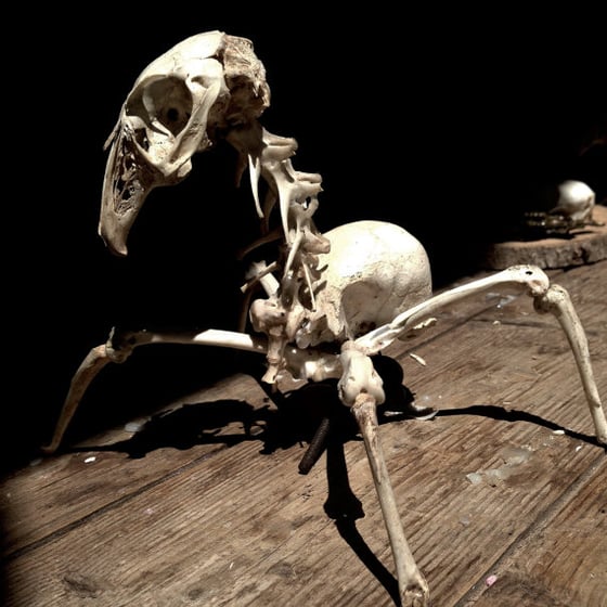 Image of Spider Bone