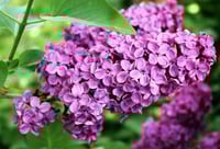 Image 1 of Lilac