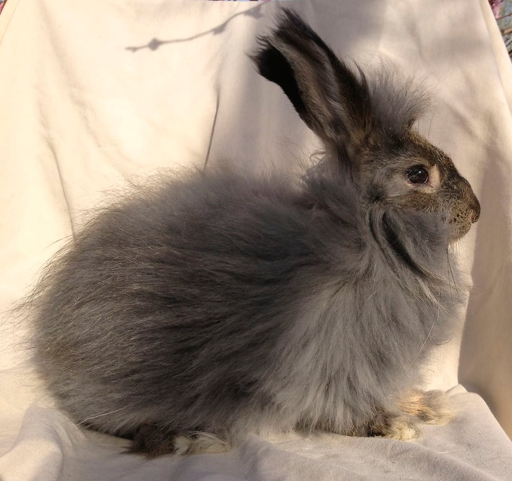 Image of Browndorff's "Lenny", 93.8% German Agouti Buck, born 2.5.14