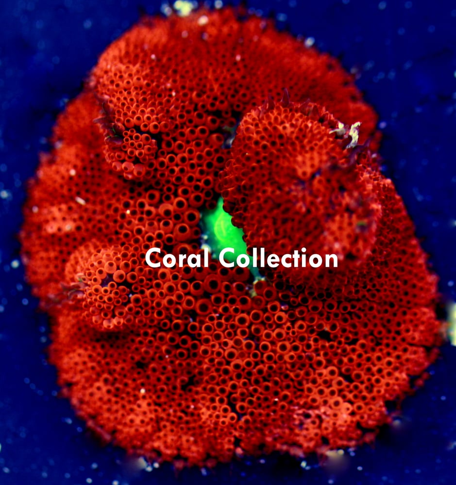 Image of Ruby Red Mini Carpet Anemone