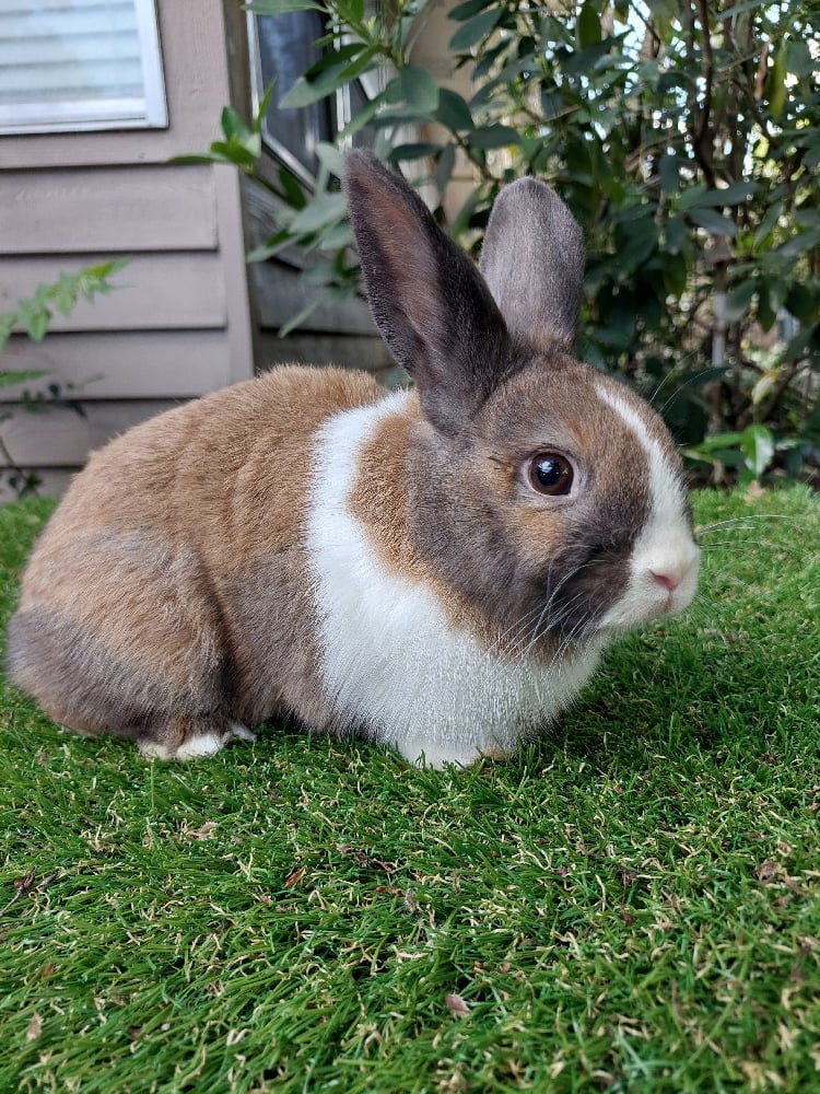 Image of Hermione (F) Fixed