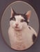 Image of PET PORTRAIT