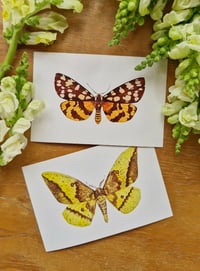 Image 8 of Yellow Moths & Butterflies Postcard Set