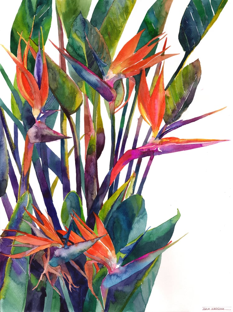 Image of Bird of paradise