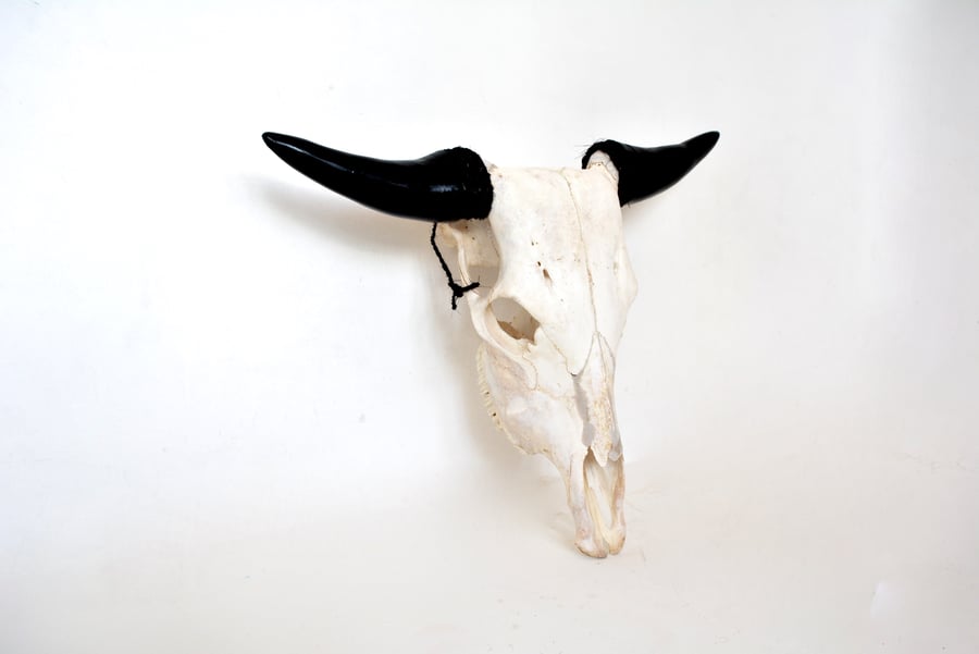 Image of Cow Skull - Plain