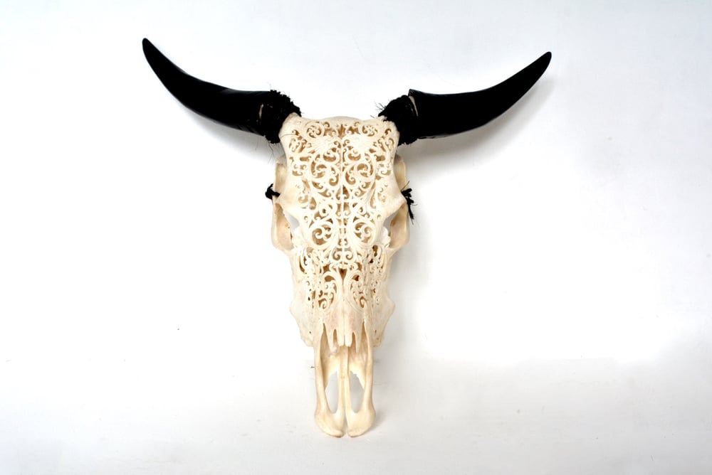 Image of Cow Skull- Eagle