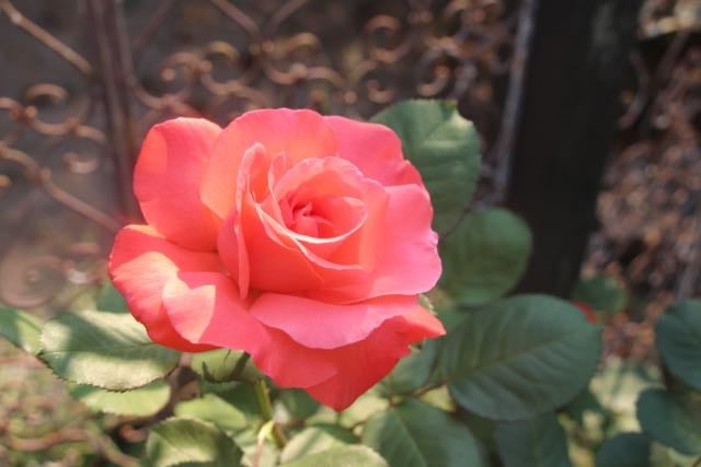 Image of Wisestars Body Flower Potions