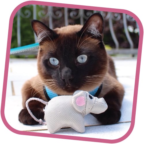 Image of Beco Catnip Toys