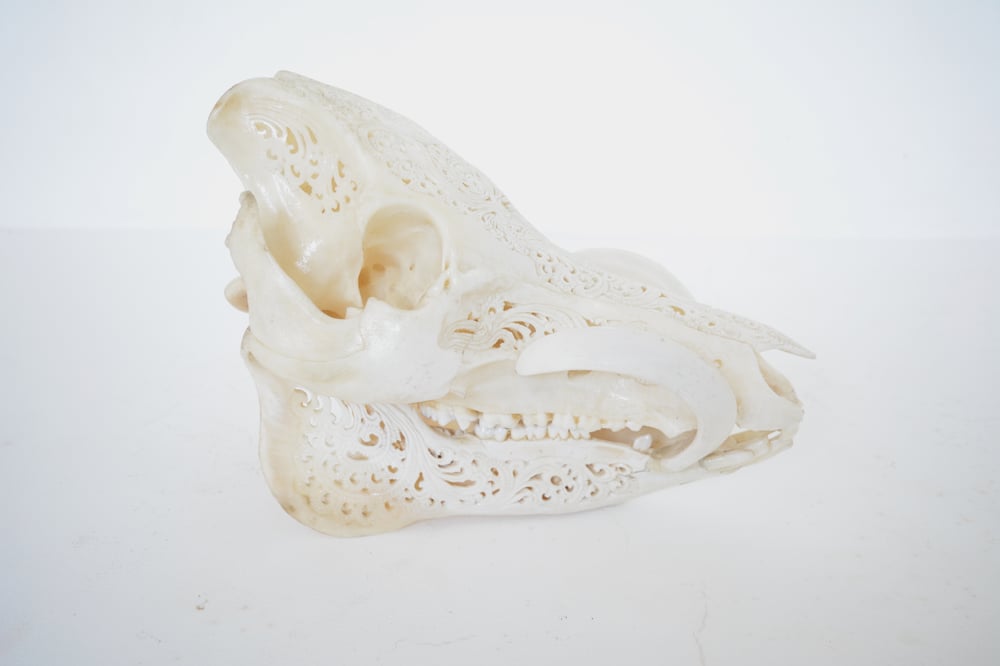 Image of Wild Boar Skull - Floral