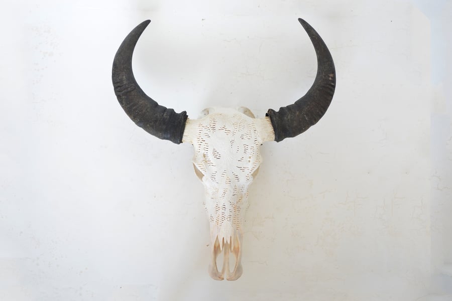 Image of Buffalo Skull - Octopus