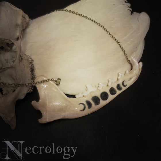 Image of Moon Phase Coyote Jaw Necklace