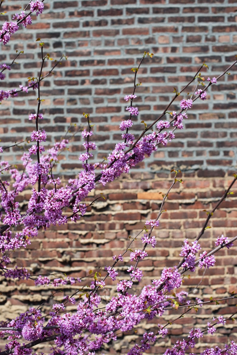 Image of Impresión "Primavera en Nueva York"